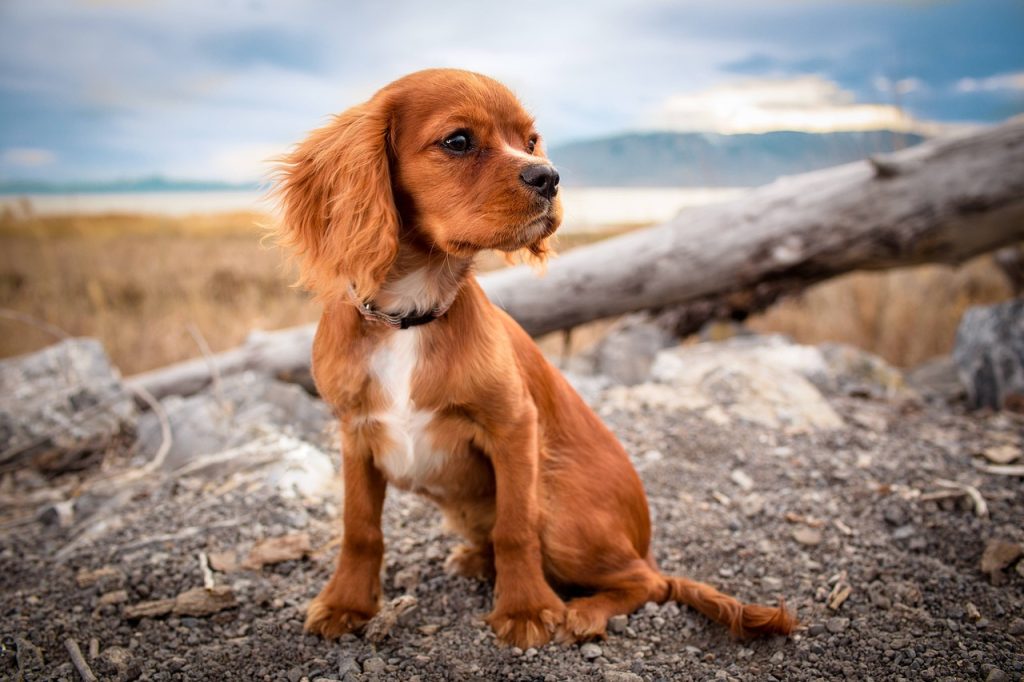 Dog poop Pickup in Troy