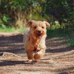 Dog poop Pickup in Troy