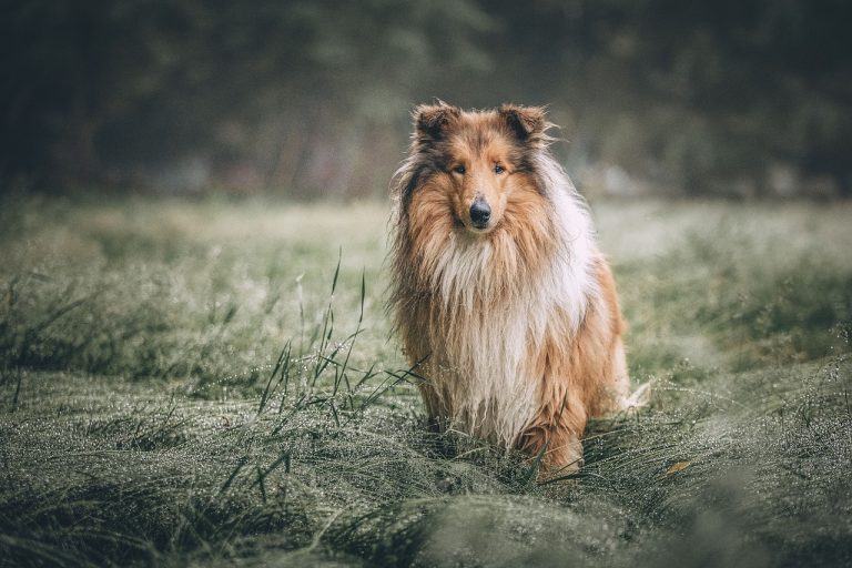 Dog Poop Pickup in Troy