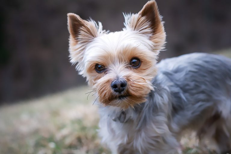 Dog Poop Pickup in Troy